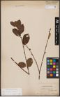 Foto von Salix aurita L. x Salix caprea L.
